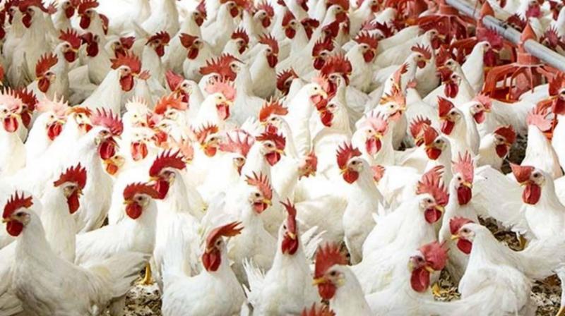 أسعار الدواجن والبيض اليوم الأحد 5/11/2023