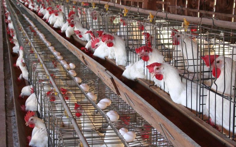 أسعار الدواجن والبيض اليوم الإثنين 20/11/2023