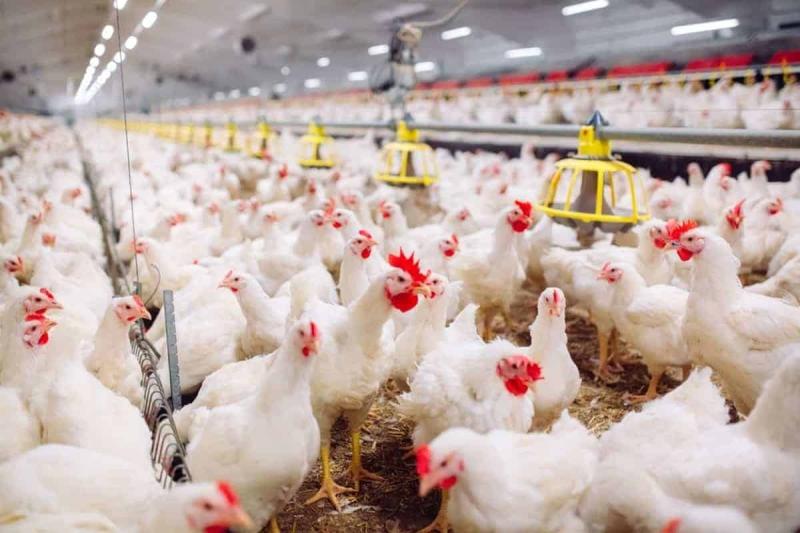أسعارالدواجن والبيض اليوم الثلاثاء 19/12/2023
