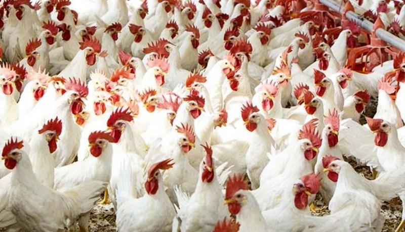 أسعار الدواجن والبيض اليوم الأربعاء27/12/2023