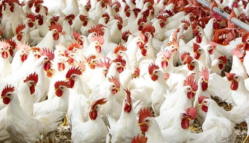 أسعار الدواجن والبيض اليوم الأحد 21/1/2024