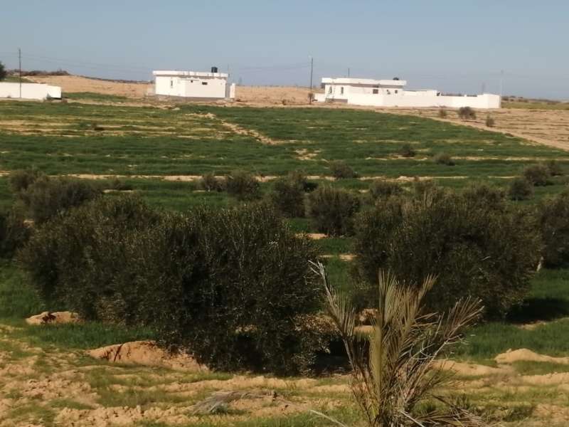 ملاك جمعية مكة لاستصلاح الأراضي بالكريمات يناشدون الرئيس السيسي بالتدحل لرفع الظلم عنهم