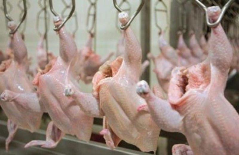 ارتفاع أسعار الدجاج اليوم السبت 20/7/2024